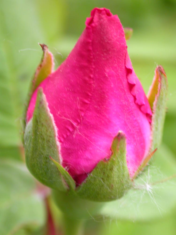 Rose Ardoisee de Lyon